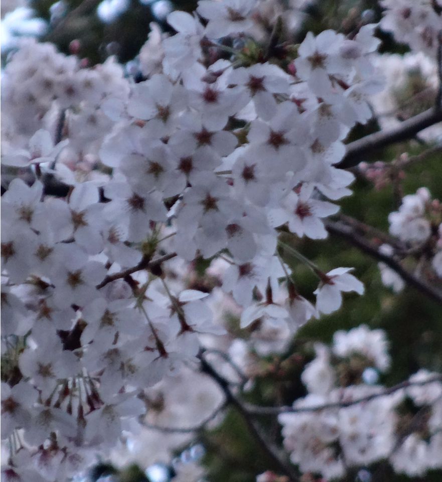 Cherry blossoms